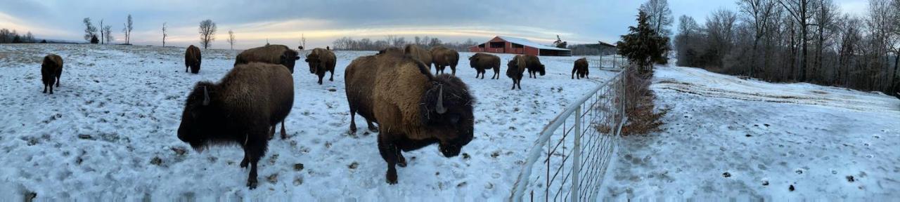 Amish Made Cedar Cabin With A Loft On A Buffalo Farm Close To The Buffalo River Marshall Zewnętrze zdjęcie